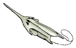 Lebensbild von Pituriaspis doylei