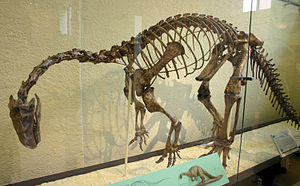 Skelettrekonstruktion von Plateosaurus engelhardti aus Trossingen (Exemplarnummer AMNH 6810) im American Museum of Natural History in New York