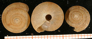 Scheibenschnecke (Pleurodiscus balmei (Potiez &amp;amp;amp; Michaud, 1838), Insel Rhodos, Griechenland