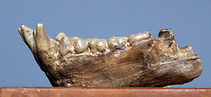 Pliopithecus antiquus aus Sansan, Frankreich