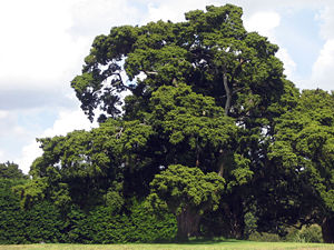 Totara (Podocarpus totara)