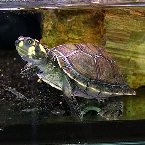 Terekay-Schienenschildkröte (Podocnemis unifilis)