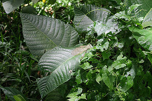 Eine Art der Gattung Dendrocnide, Standort auf Sumatra.