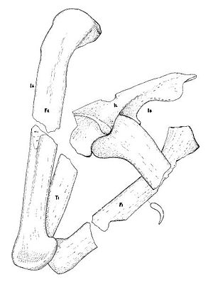 Holotyp von Poposaurus gracilis, zu sehen sind beide Oberschenkel (Fe), das linke Schien- (Ti) und Wadenbein (Fi) sowie das rechte Darmbein (Il)