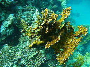Feuerkoralle (Millepora sp.) im Roten Meer bei Port Ghalib