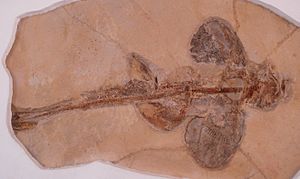 Protospinax annectens im Paläontologischen Museum München