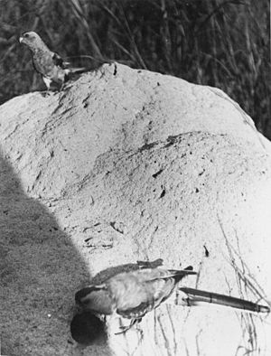 Zwei Paradiessittiche an ihrer Nesthöhle, Fotografie von 1922.