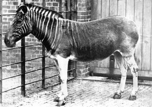 Quagga (Equus quagga quagga) im Londoner Zoo, um 1870