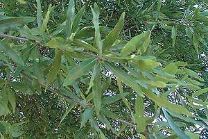Weiden-Eiche (Quercus phellos), Blätter