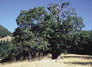 Quercus kelloggi.jpg