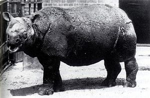 Java-Nashorn im Londoner Zoo ( Haltung 1874 bis 1885)