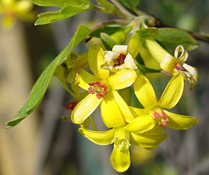 Gold-Johannisbeere (Ribes aureum), Blüten