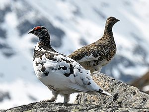 Alpenschneehühner (Lagopus muta), vorne das Männchen, hinten das Weibchen