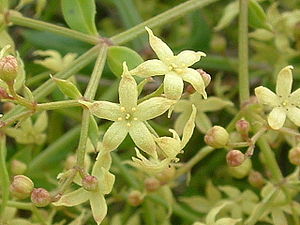 Levantinische Krappwurzel (Rubia peregrina) Blüte