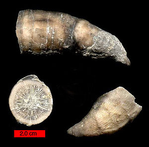Ein Exemplar der solitären Gattung Grewingkia aus dem Ordovizium von Indiana (USA) in drei Ansichten. Maßstab 2,0 cm