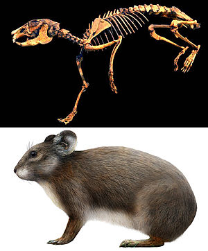 Skelett und mögliches Aussehen von Prolagus sardus