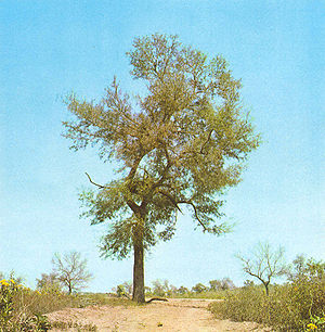 Quebrachoholzbaum (Schinopsis lorentzii)