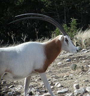 Scimitar-Horned Oryx.jpg