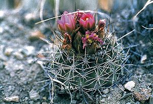 Sclerocactus wetlandicusmit langen Mitteldornen und Blüten in Utah.