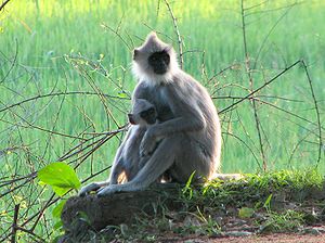 Südlicher Hanuman-Langur (Semnopithecus priam)