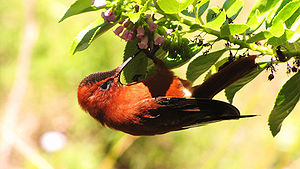Juan-Fernandez-Kolibri ♂