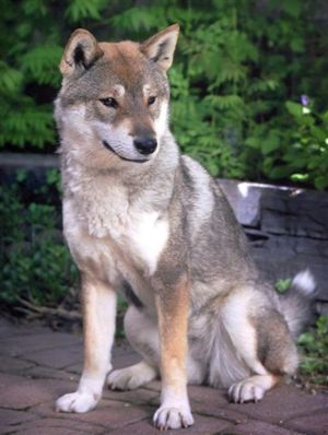 Shikoku (Hund)