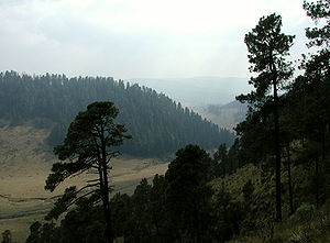 Pinus hartwegii in der Sierra Madre