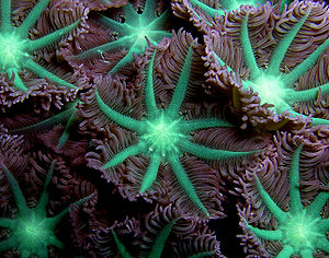 Soft coral Nick Hobgood.jpg