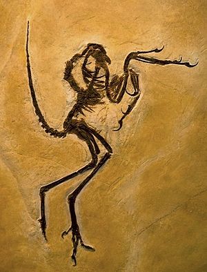 Wellnhoferia grandis, auch bekannt als das Solnhofener Archaeopteryx-Exemplar.