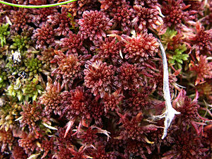 Rötliches Torfmoos (Sphagnum rubellum), eine Art der Sektion Acutifolia