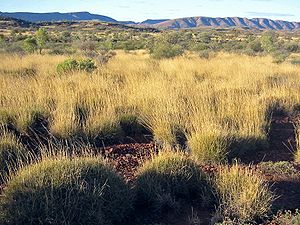 Grasland mit Stachelkopfgräsern („Spinifex“)in den MacDonnell Ranges in Zentral-Australien