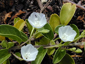 Jacquemontia ovalifolia subsp. sandwicensis