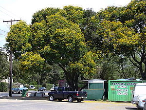 Gelber Flammenbaum (Peltophorum pterocarpum) auf Hawaii
