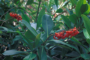 Norantea guianensis, Blütenstände mit roten Nektarien und unauffälligen Blüten