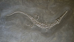 Steneosaurus bollensis aus dem Posidonienschiefer von Holzmaden, Süddeutschland