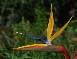 Paradiesvogelblume (Strelitzia  reginae)