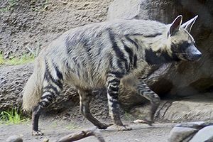 Streifenhyäne (Hyaena hyaena)