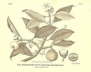 Mangostane (Garcinia mangostana), Illustration