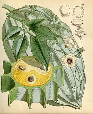 Telfairia occidentalis, Illustration.