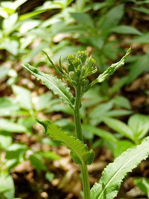 Tephroseris longifolia 1.jpg