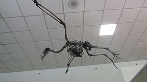 Skelett von Teratornis merriami im La Brea Tar Pits Museum
