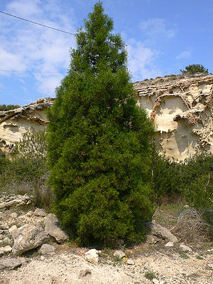 Sandarakbaum (Tetraclinis articulata)