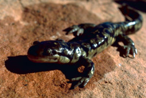 Tigersalamander (Ambystoma tigrinum)