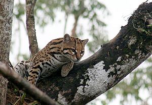 Tigerkatze (Leopardus tigrinus)