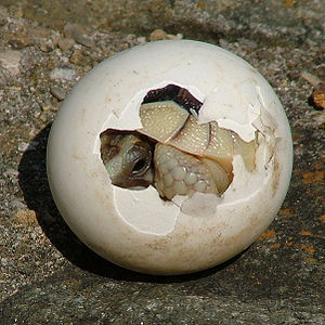 Aus dem Ei schlüpfende Schildkröte