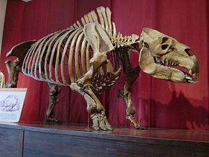 Skelett von Toxodon im Bernardino Rivadavia Natural Sciences Museum