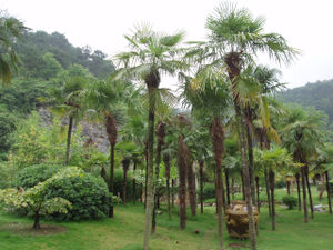 Chinesische Hanfpalme (Trachycarpus fortunei), Habitat.