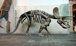 Skelettrekonstruktion von Triceratops im Frankfurter Senckenbergmuseum