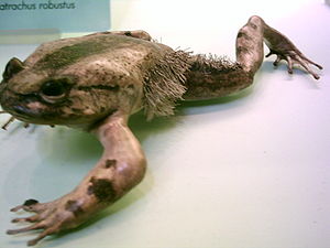 Haarfrosch (Trichobatrachus robustus); getrocknetes Museumsexemplar