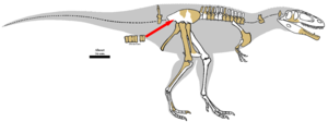 Skelettrekonstruktion und Körperumriss, braun die fossil erhaltenen Teile.